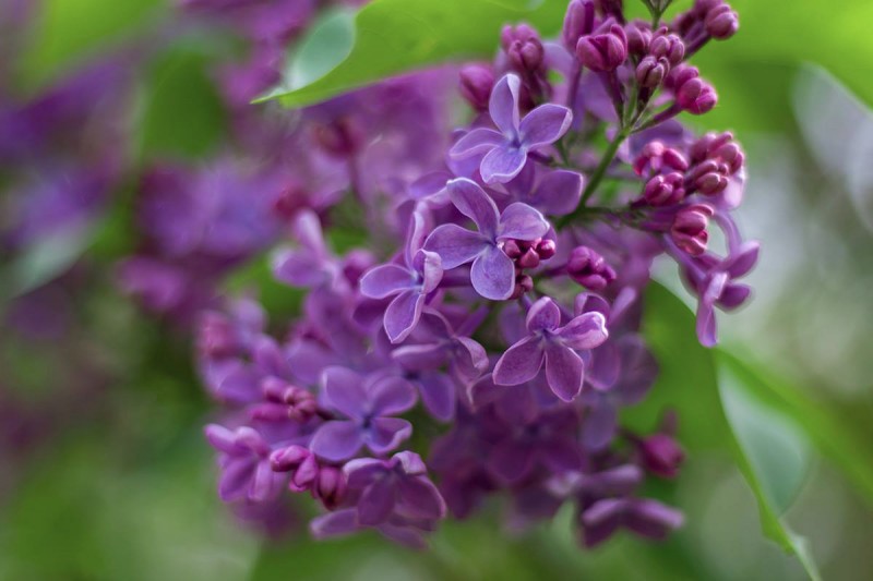 Lilac Blooming Week "Lilac - a Source of Inspiration"