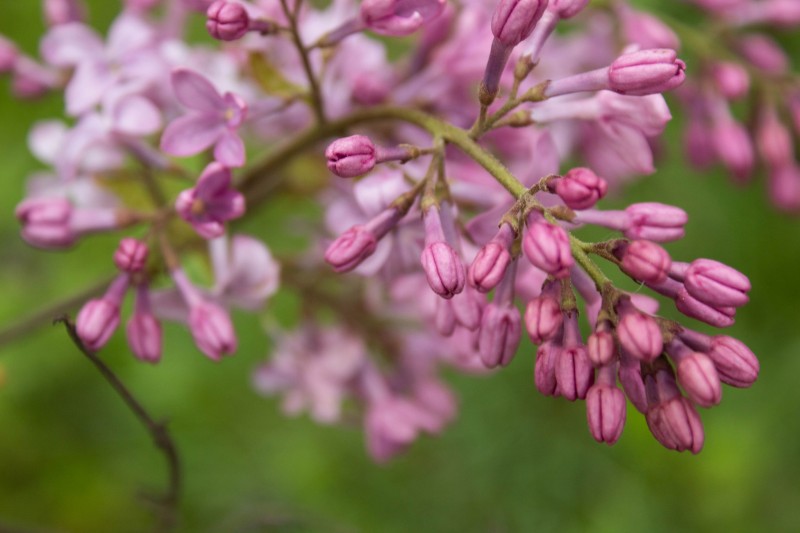 "It's time for lilacs!"