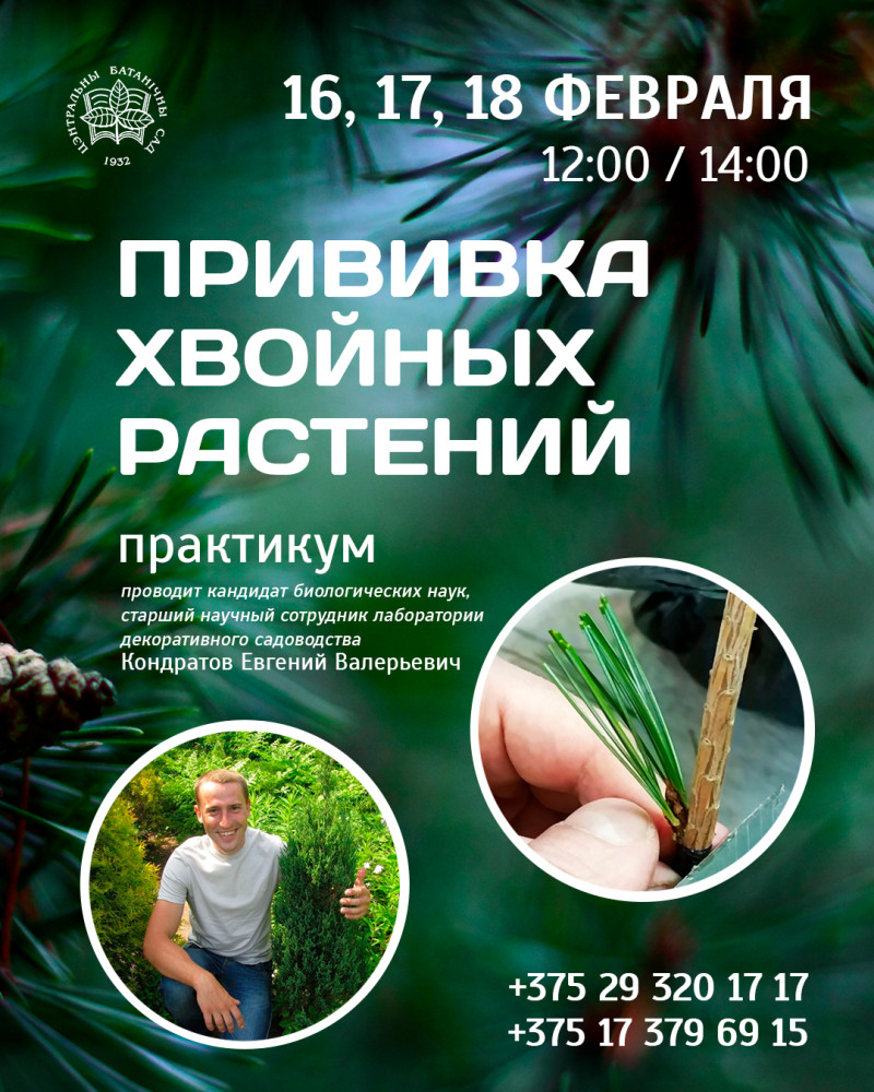 Grafting of coniferous plants! Training workshop