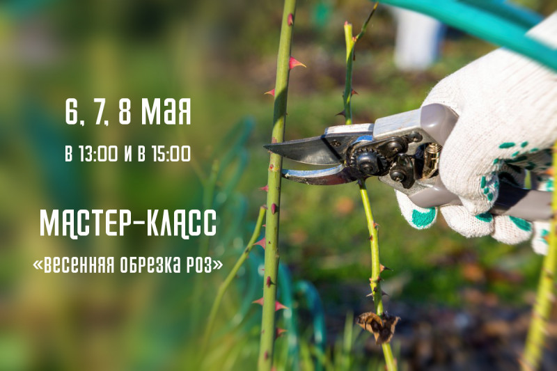 Master class "Spring pruning of roses"