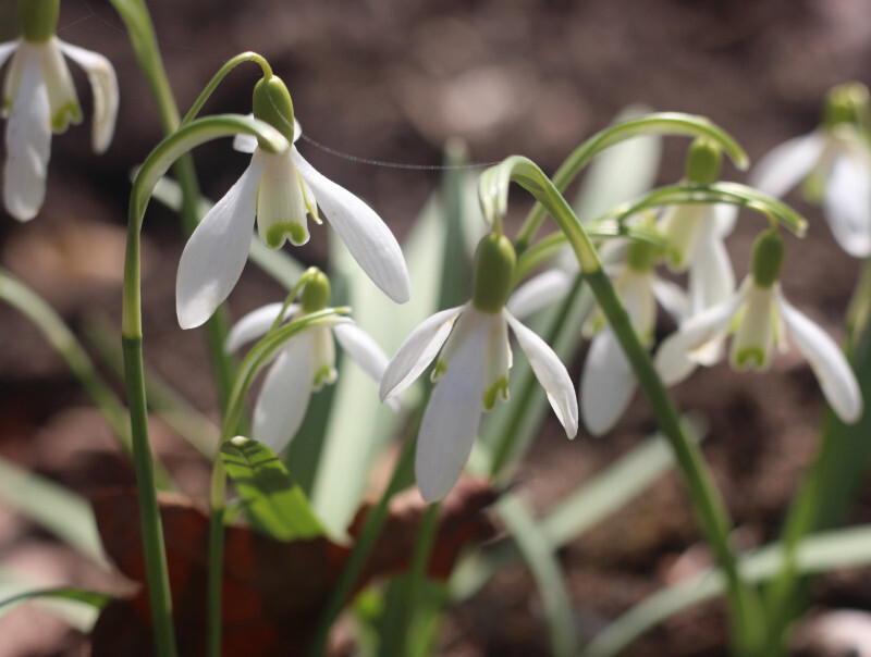 We invite you to the excursions "Days of Primroses"!