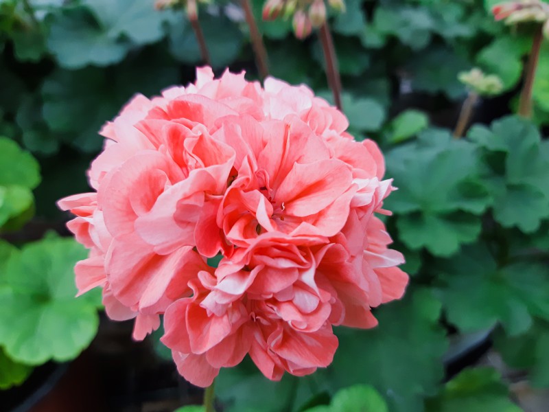 The Central Botanical Garden of the National Academy of Sciences of Belarus invites Minsk residents and guests of the capital to the flower exhibition-exposition "The Charming World of Pelargoniums and Fuchsias"