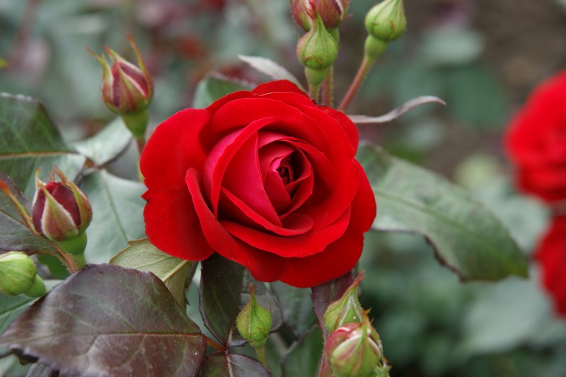 Festive ball for the Independence Day of the Republic of Belarus "Blooming Rose Garden"