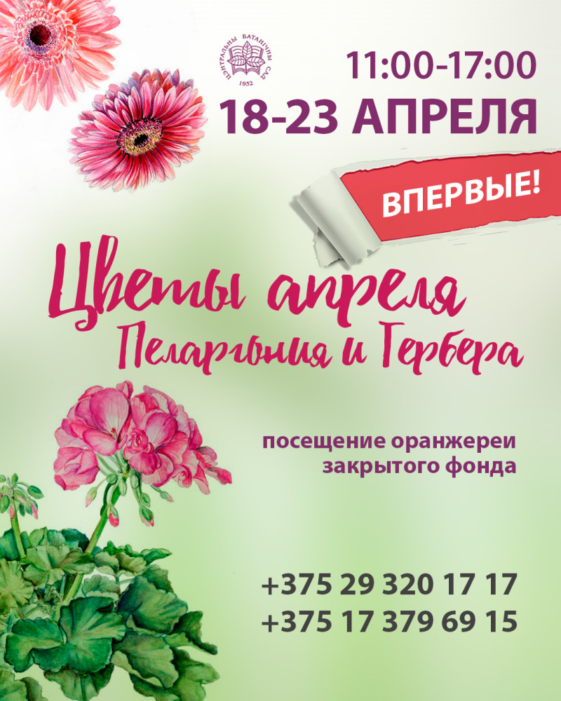 Цветы апреля – пеларгония и гербера!